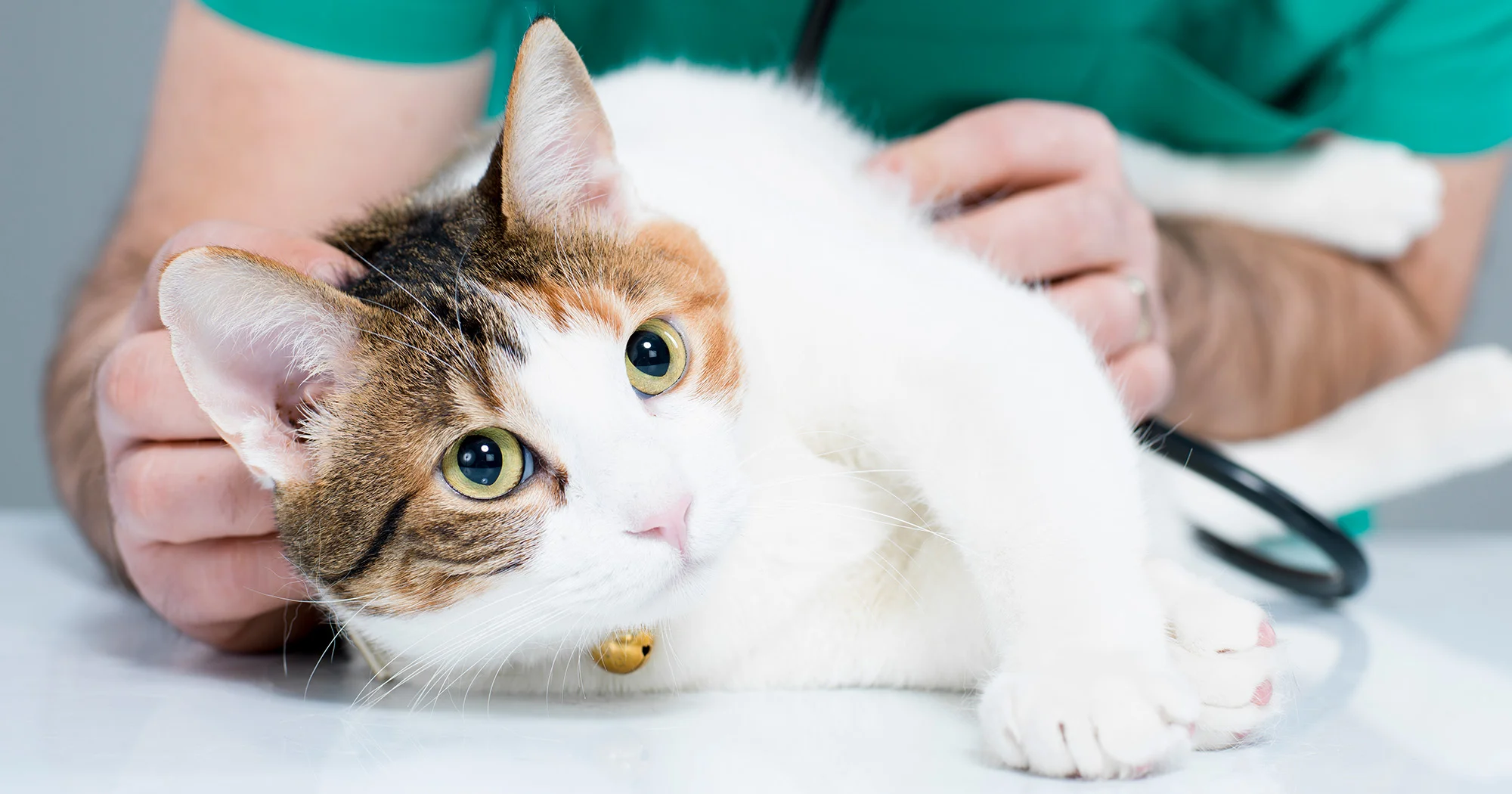 pet preventive care clinic in al ain
